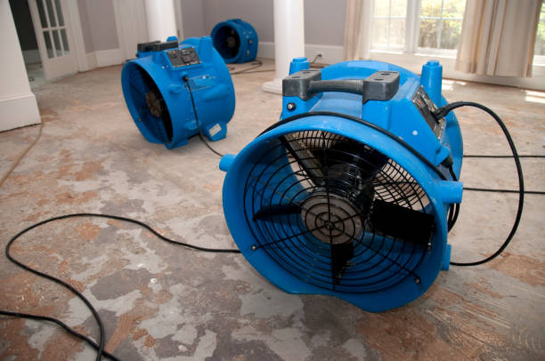 Best Mold removal after water damage  in Brownsville, PA